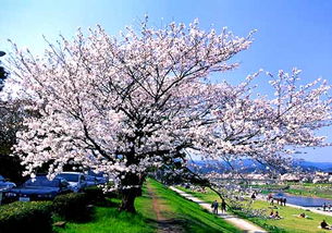 日本的樱花节介绍