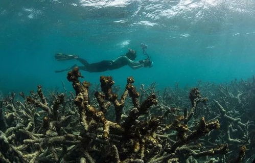 大堡礁危险吗