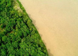 亚马逊雨林的效益