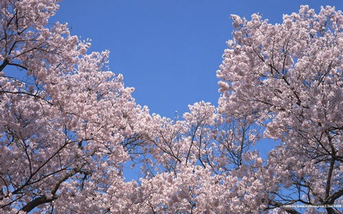 日本的樱花节（Cherry Blossom Fesival）也被称为樱花祭，是每年3月15日到4月15日举行的节日。樱花自开花至花残只有七天，也被称为樱花七日。