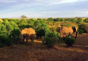 非洲大草原的野生动物为什么要在南北半球来回迁徙