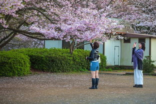 日本樱花节有什么特别的表演