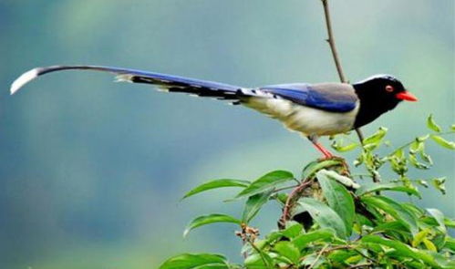 鸟类的繁殖方法有几种