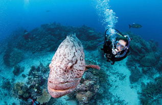 大堡礁的潜水体验在哪看