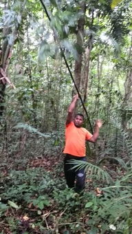 亚马逊森林探险记