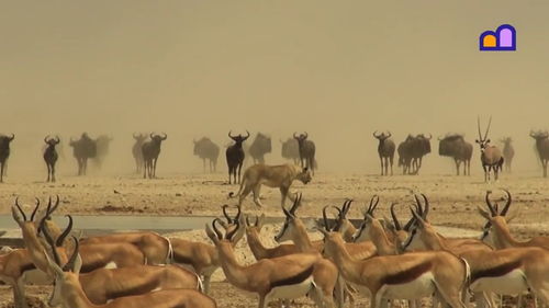 非洲大草原野生动物数量多少