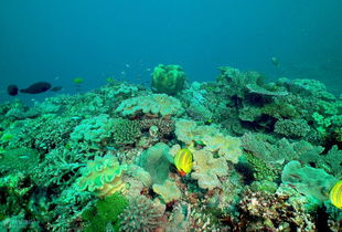 大堡礁长度