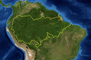亚马逊雨林生态系统的结构