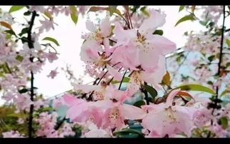 日本著名的樱花节的时间是()