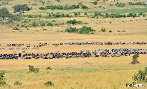 非洲大草原野生动物数量统计
